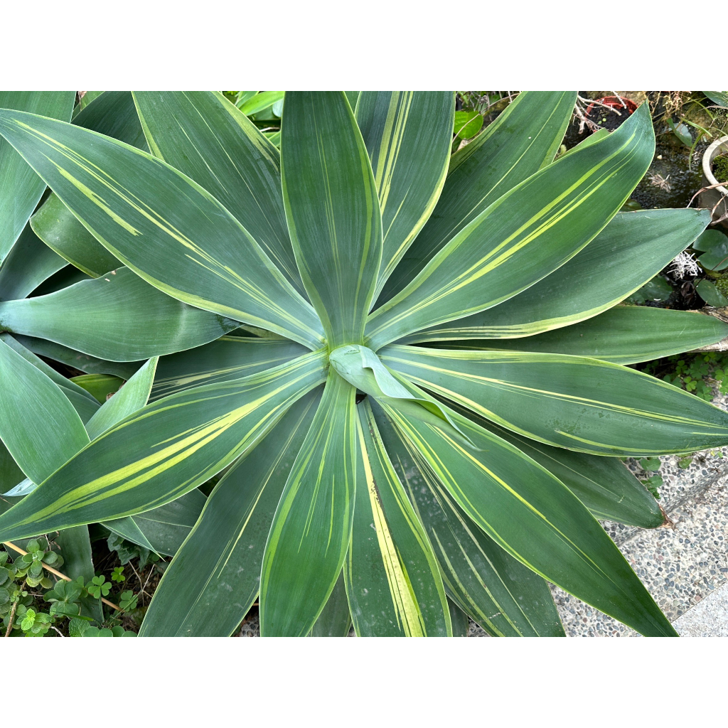 龍舌蘭初綠覆輪側芽-封面照為母株