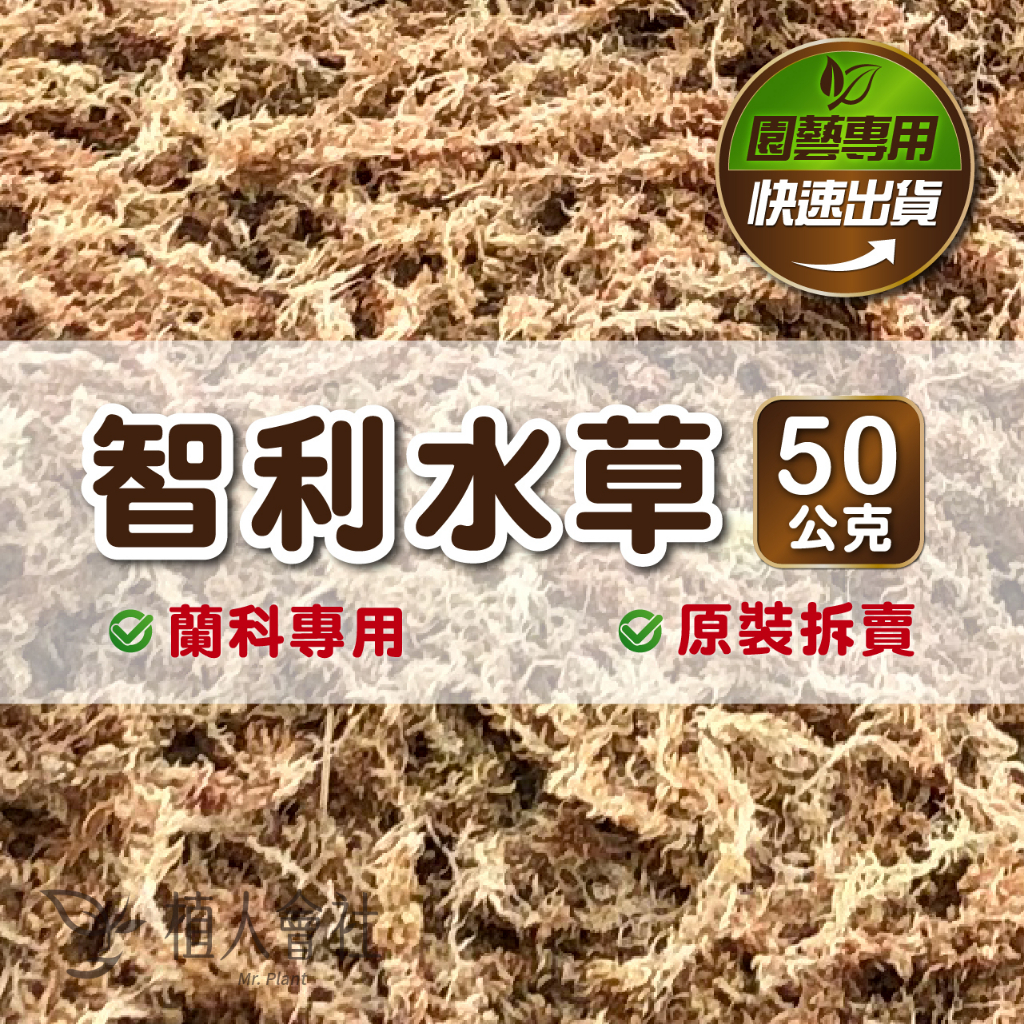 【植人會社】現貨- 智利水苔(水草) 50g 原裝包拆賣 多肉花圈 組盆 蘭花栽培 栽培介質