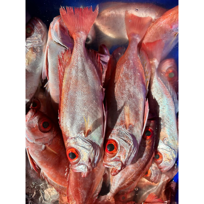 藍海鮮魚-大溪漁港每日現撈 「紅目鰱 炎光魚」
