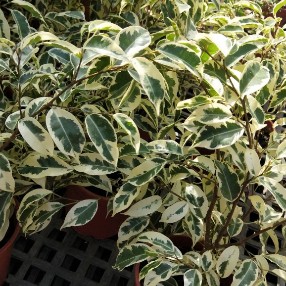 ☈綠玫☈觀葉植物☈斑葉垂榕☈5/6吋☈