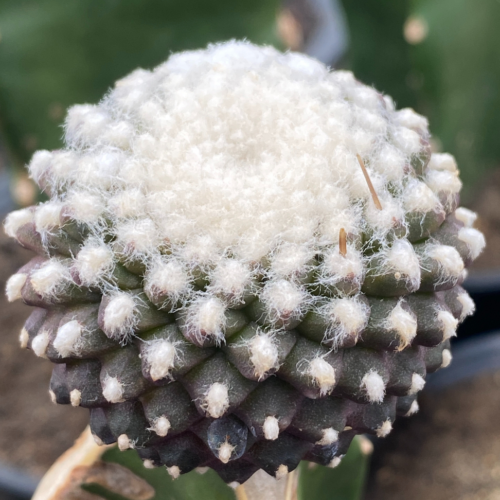 🌵Copiapoa屬  仙人掌 ｜ 魚鱗丸石化嫁接株