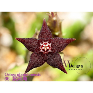 蘿藦專夜WDY- 66 Orbea ubomboensis 紫麻角