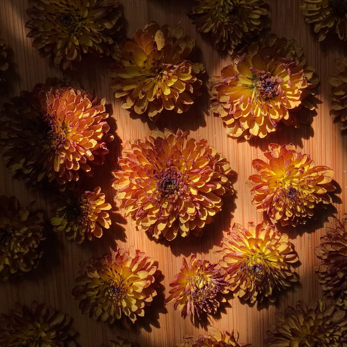 🌼橘黃色菊花花朵🌼自製乾燥花新鮮花材乾燥浮游花乾燥花材料