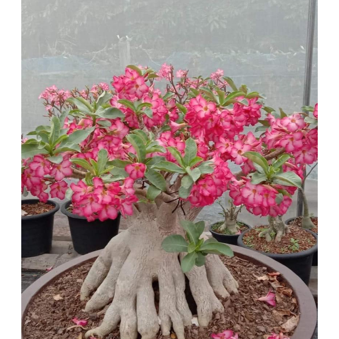 Adenium Gold Bucket 沙漠玫瑰種子