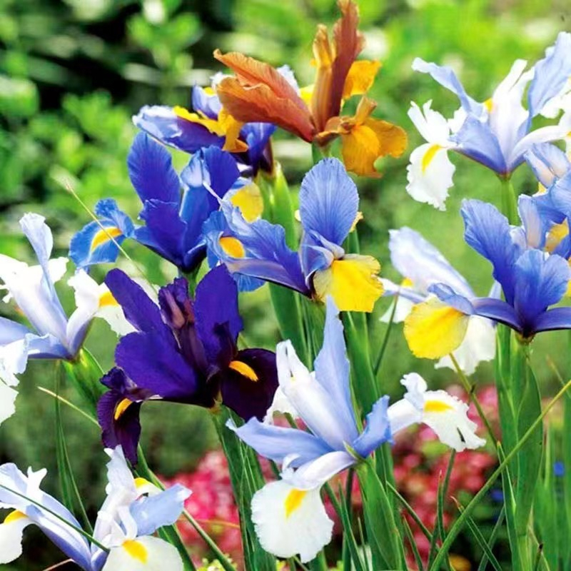 進口  鳶尾花  鳶尾花種子 花園 庭院  戶外 綠植花卉種子 耐寒耐旱易種綠植