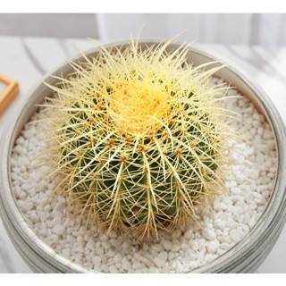 🌵✧植得栽✦【狂刺金琥】仙人掌 Cactaceae 多肉 實生 療育 塊根 淨化空氣 風水 防小人 狂刺金虎