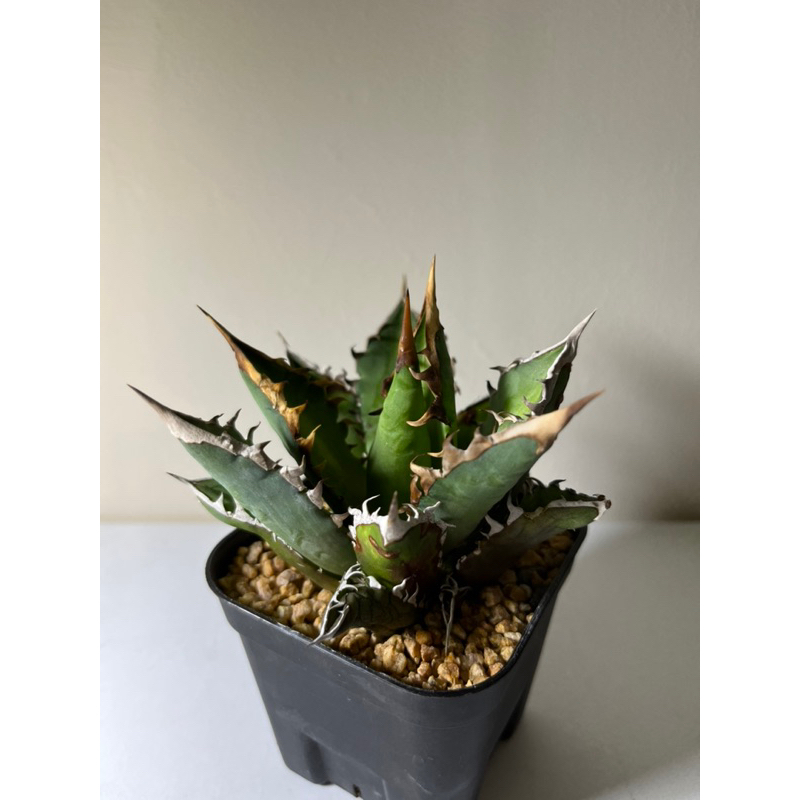 紅貓嚴龍 agave titanota red catweazle 龍舌蘭 塊根植物 穩根 含盆寄出