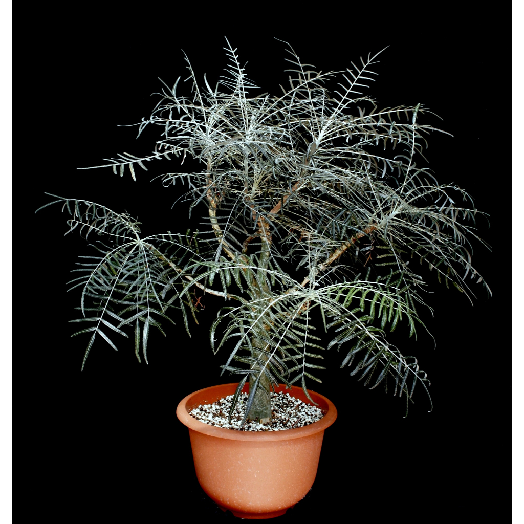 【塊根英雄】艾朗乳香種子 Boswellia elongata/橄欖科乳香屬