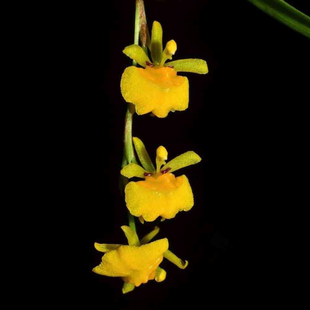 噢葉design "Sigmatostalix graminea"   蘭花、塊根植物、圓葉花燭、蔓綠絨、鹿角蕨