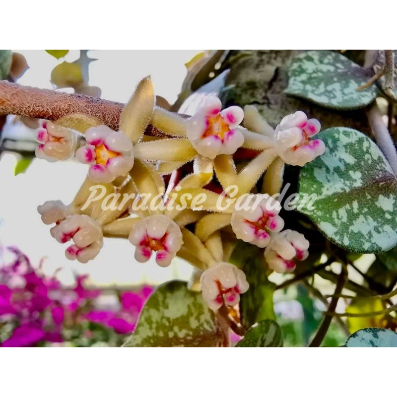 【天堂花園 Paradise Garden】小章魚毬蘭 Hoya curtisii│毬蘭│觀葉植物│盆栽