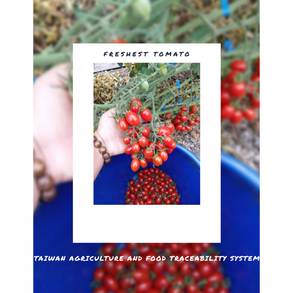 嘉義縣•太保市•玉女小番茄（產銷履歷認證）溫室栽培