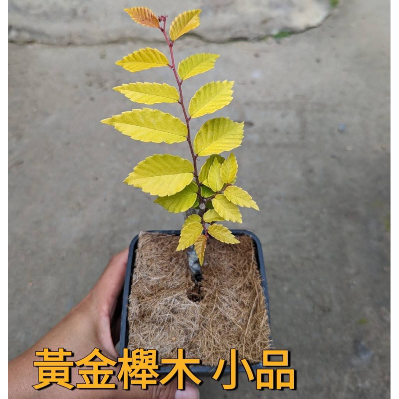 ★綠霖園藝★黃金櫸木 小品 4寸盆 觀賞植物/水果樹苗/新興果樹/果苗/嫁接/植物/盆栽