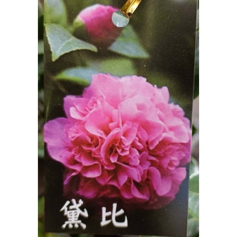 東大興農場 黛比茶花 茶花苗 3.5 寸盆 桃紅 觀花植物