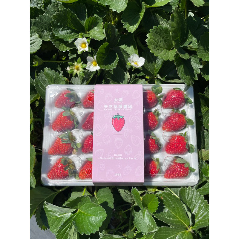 2023―天然草莓農場【香水草莓】自產自銷，當日採收本島24hr低溫宅配到貨(假日除外）