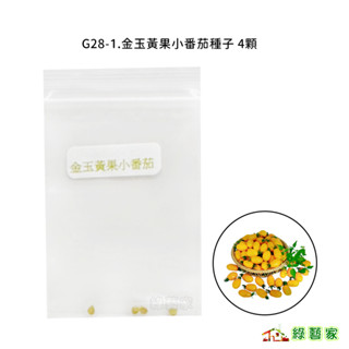 G28-1.金玉黃果小番茄種子4顆//果實長橢圓形，果色金黃，果肉厚，肉質細緻。 糖度達9.3度，風味甜美。【綠藝家】