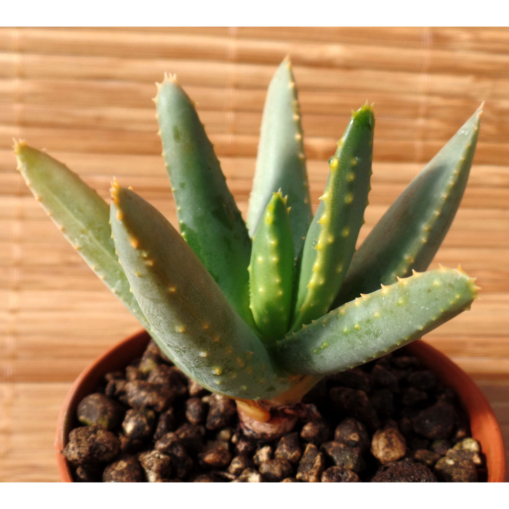 Aloe ramosissima 羅紋錦 種子 蘆薈