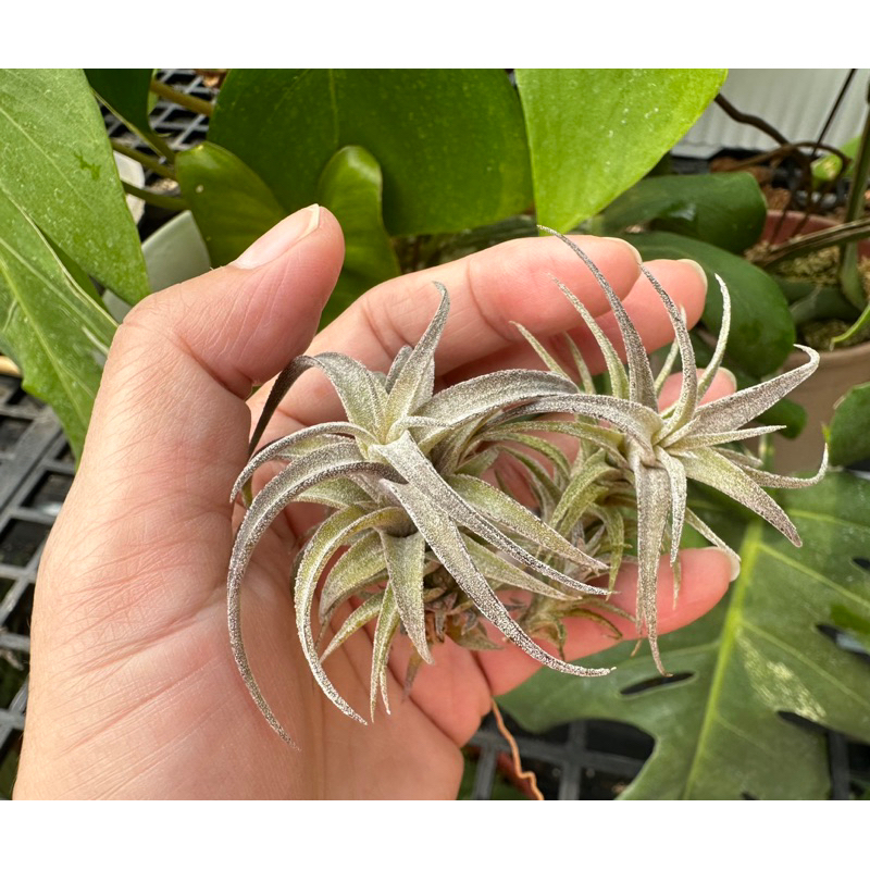 空氣鳳梨-毒藥（顯色、帶芽）空氣鳳梨 Tillandisia-婚禮小物-小植栽