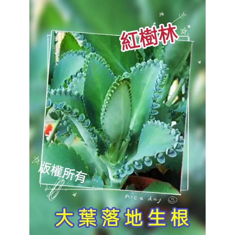 【紅樹林】大葉落地生根(葉邊緣小幼苗)~多肉植物@裸根寄出~每份10株