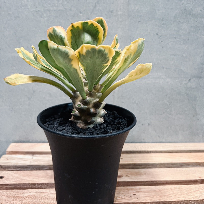 ❚ 大戟系列 ❚ Euphorbia poissonii variagate錦斑單刺麒麟 ▸療癒植栽▸懶人盆栽▸多肉植物