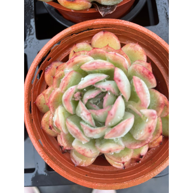 🌵 🍄Ting多肉植物園🌵草莓冰