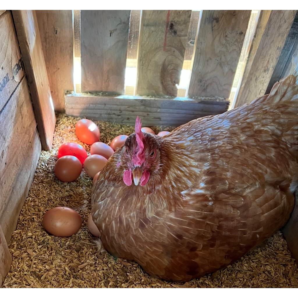 開鑫小農自產自銷 自然放牧天然食品配料飼養紅殼雞蛋
