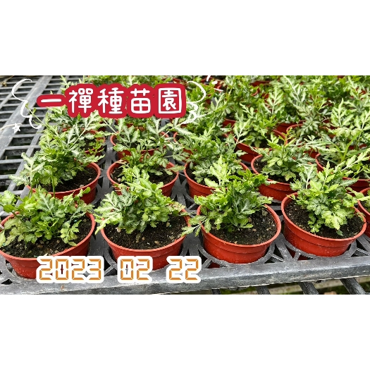 一禪種苗園-葉片中部灰白色&lt;銀脈鳳尾蕨/白羽鳳尾蕨&gt;多年生草本- 3吋盆