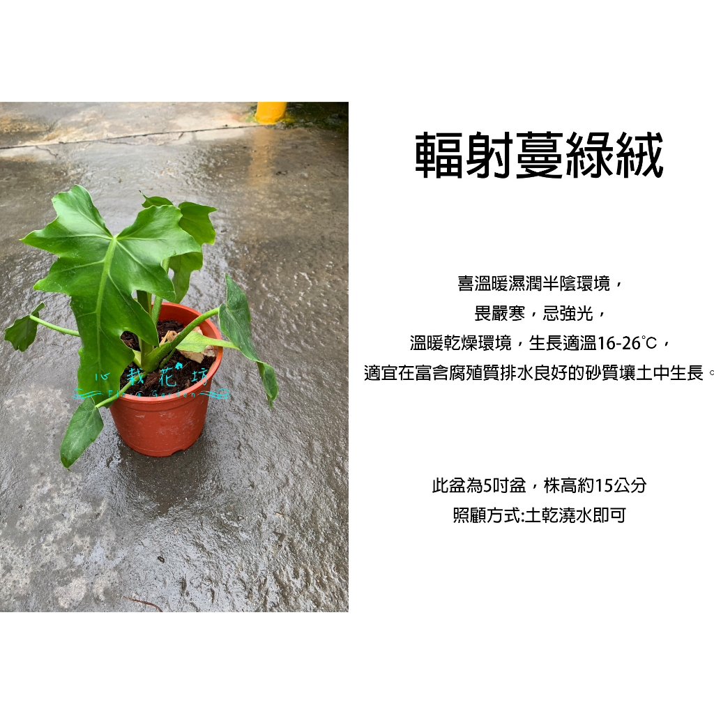 心栽花坊-輻射蔓綠絨/拉迪亞蔓綠絨/5吋盆/室內植物/綠化植物/觀葉植物/售價260特價220