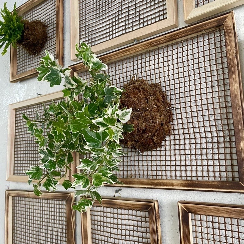 植物板 鹿角蕨板 植物板 植物框 上板 畫框 板材 鹿角蕨 木板 木框 澳銀 銀鹿皆可上板