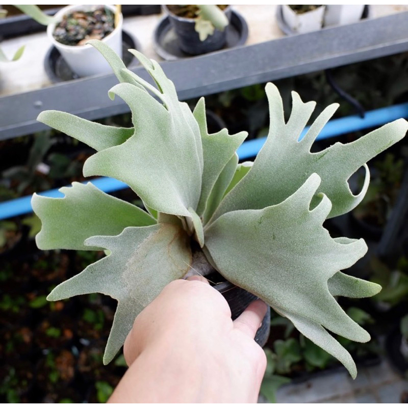 色移り有り 【ビカクシダ】willinckii YAL spore - 植物/観葉植物