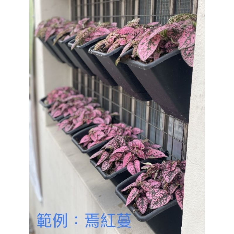 現貨【全館590超取免運】6吋花牆單掛盆(植生牆)掛鉤型 花牆掛盆 防風花牆 單掛盆 壁掛盆 花盆 塑膠花 【蒔花弄草】