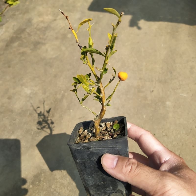 芳苑樹花苗繁殖農場  名稱：金豆柑