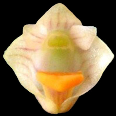 新品 迷你植株 Den. lichenastrum × sib 小黃瓜石斛兄弟交 1.5" 石斛 蘭花