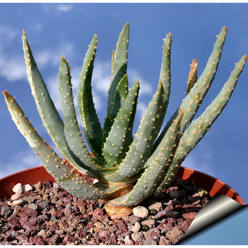 Aloe dichotoma 二歧蘆薈 種子 多肉