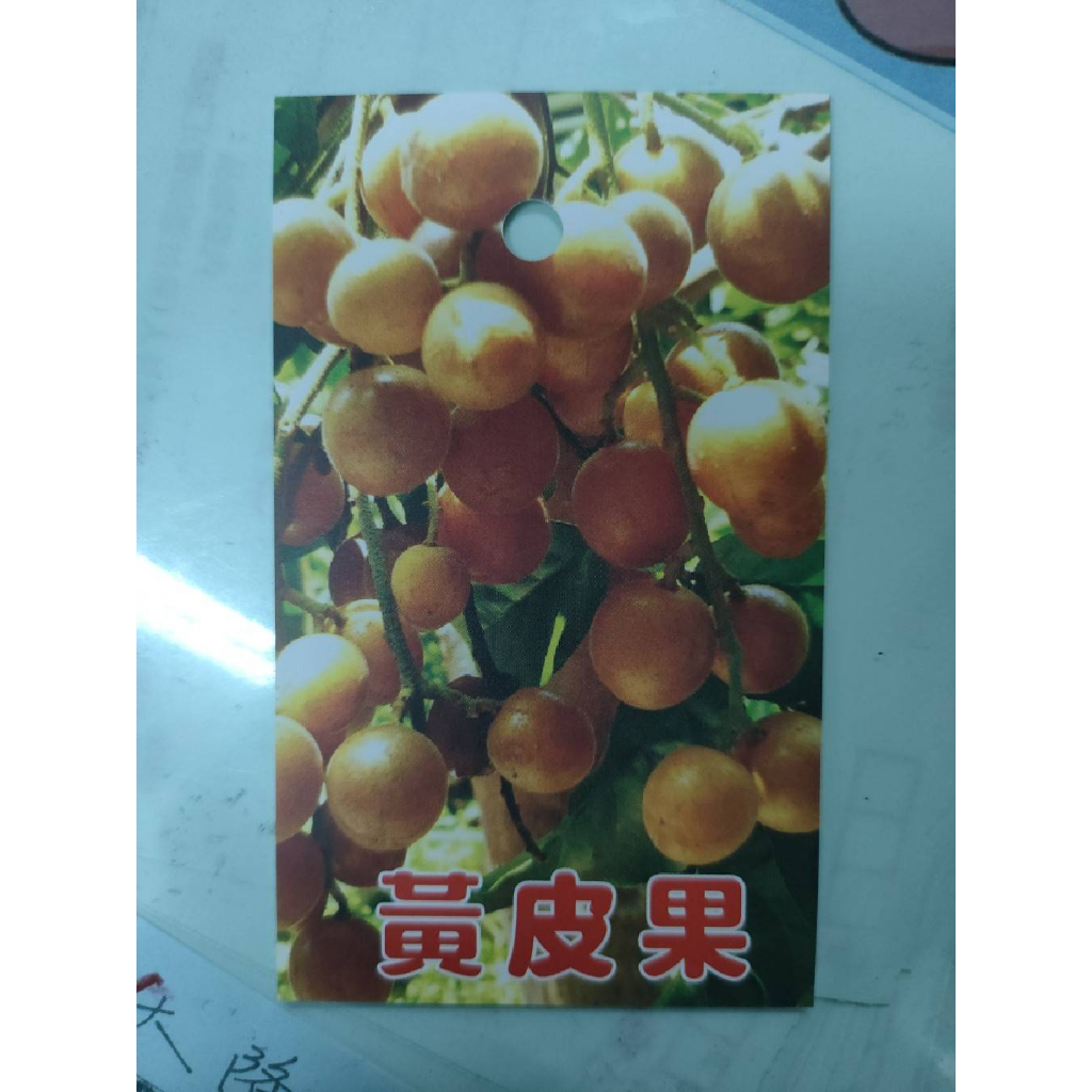 花巷-大果甜黃皮果/黃皮果品種/水果苗/5吋