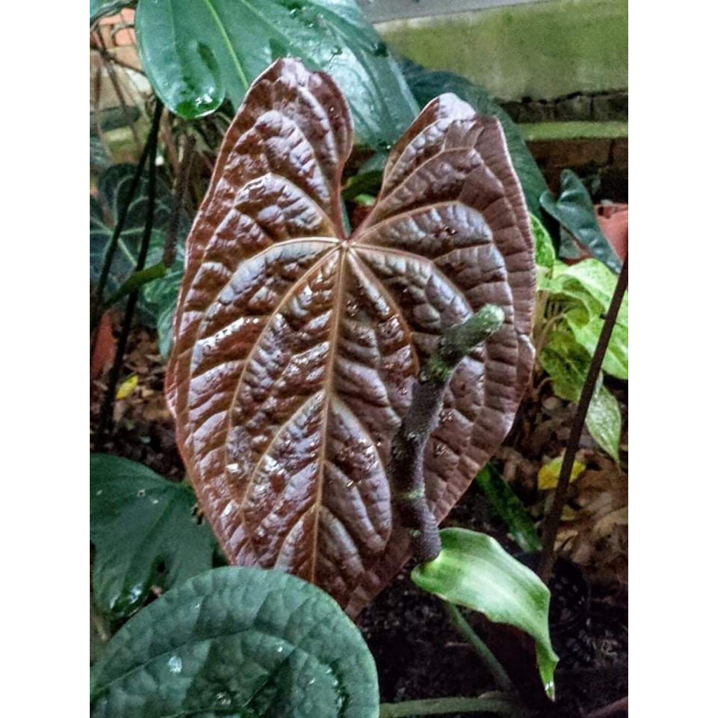噢葉design  "Anthurium Dark Phoenix (hybrid)"   觀葉植物、雨林植物