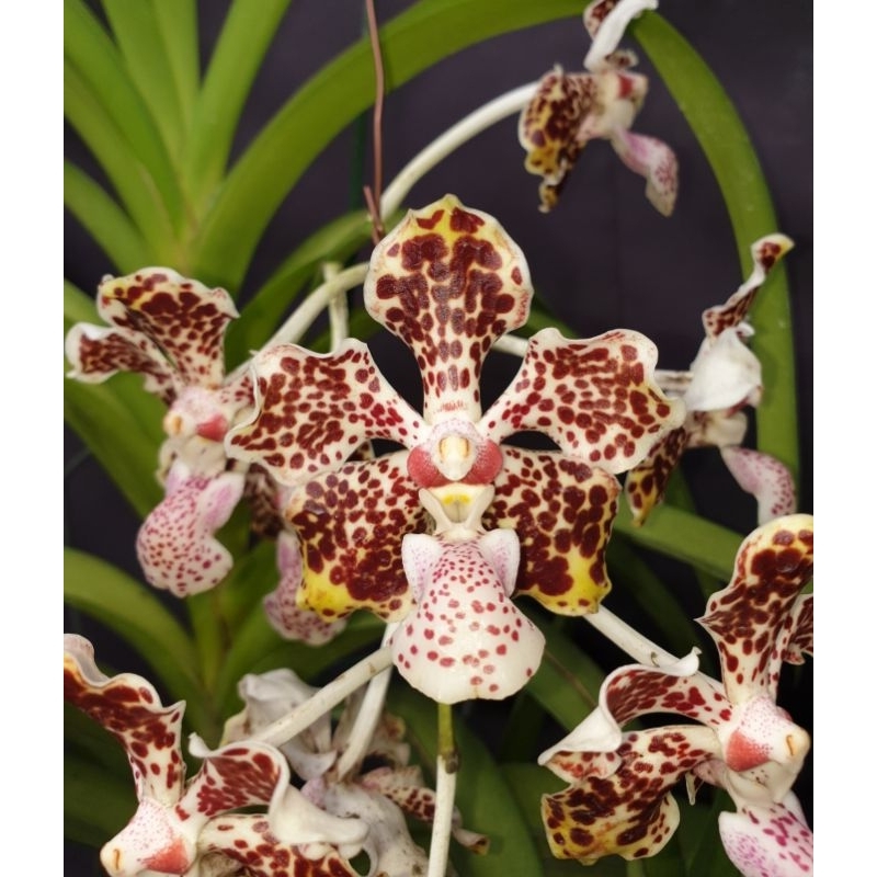 Vanda lombokensis 龍目萬代蘭 原生蘭 蘭花 （ 稀有 罕見 雨林 鹿角蕨 觀葉 多肉 仙人掌）