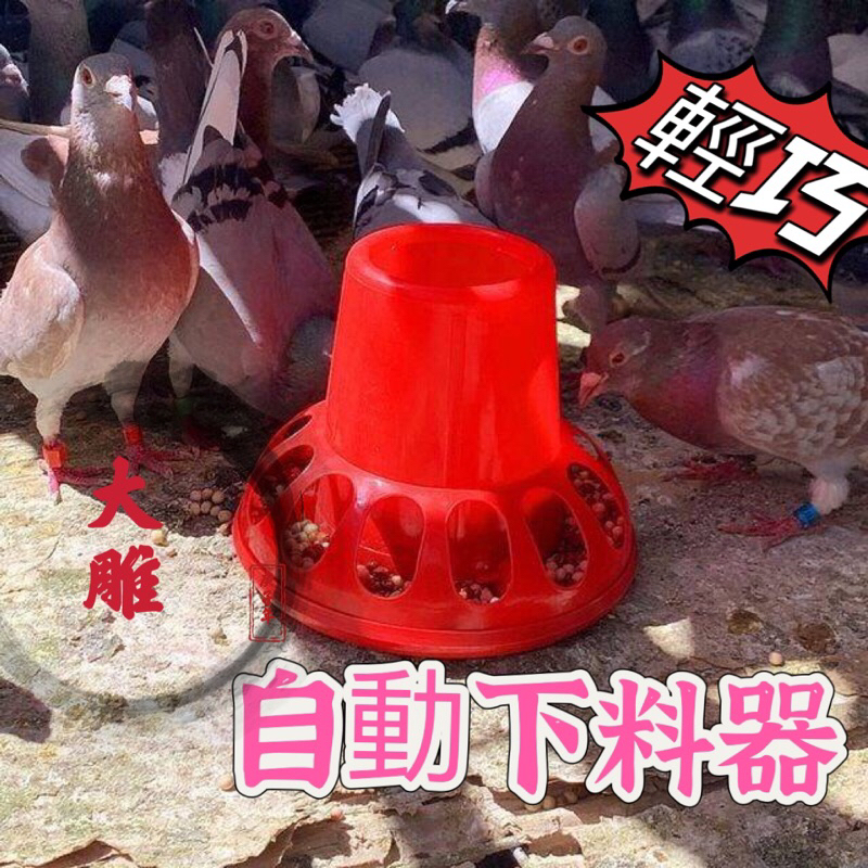 快速出貨🚚鴿子 雞鴨 飼料桶 自動 飼料槽 寵物 蘆丁雞 小雞鳥用鳥具