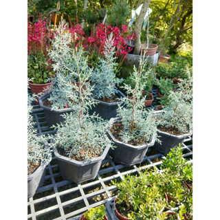 花園植物工坊♥觀葉植物♥藍冰柏♥八角盆♥