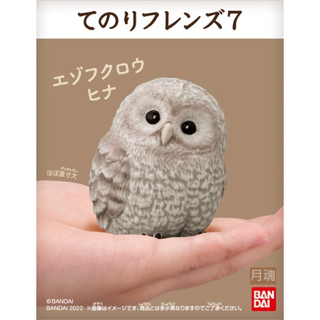 日本 BANDAI 正版盒玩 小鳥 掌上好朋友 7 第七彈 單售 01 長尾林鴞 (幼年) 全新未拆 鸚鵡 鳥