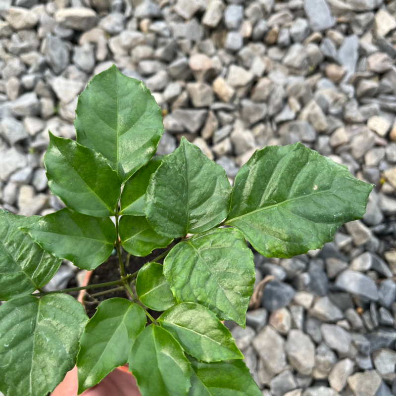 👉霖樺園👈《3吋盆-旺旺樹/進財樹》園藝|室內植物|招財植物|淨化空氣|居家綠化|商業空間綠化