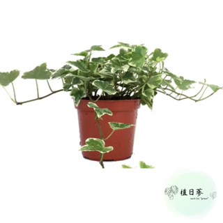 【植日蔘】斑葉常春藤◆觀葉植物◆ 室內植物◆壁掛吊籃皆可 3吋盆