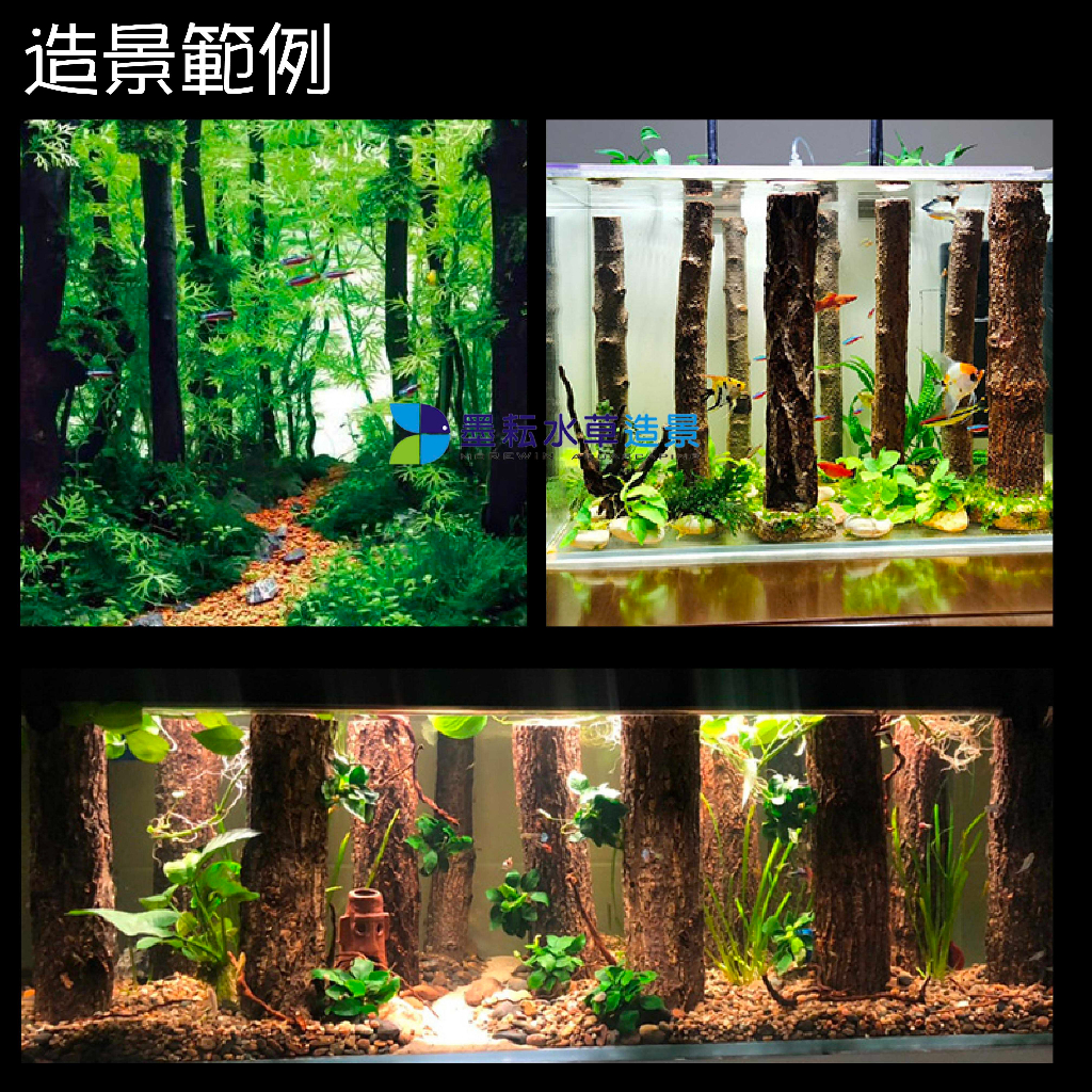 @墨耘@海芙蓉 樹根 直條 雨林 造景 森林景 棲息木 兩棲 水族 造景 木材 流木 沉木 老闆嚴選 樹幹