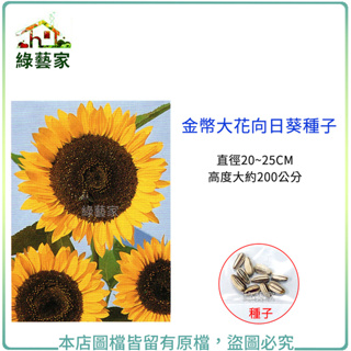 H43.金幣大花向日葵種子10顆(直徑20~25CM，高度大約200公分.花卉種子)花卉 花類種子【綠藝家】