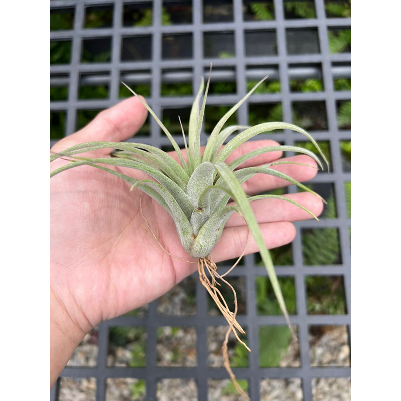 空氣鳳梨-空可樂x電捲(Tillandsia concolor x streptophylla )