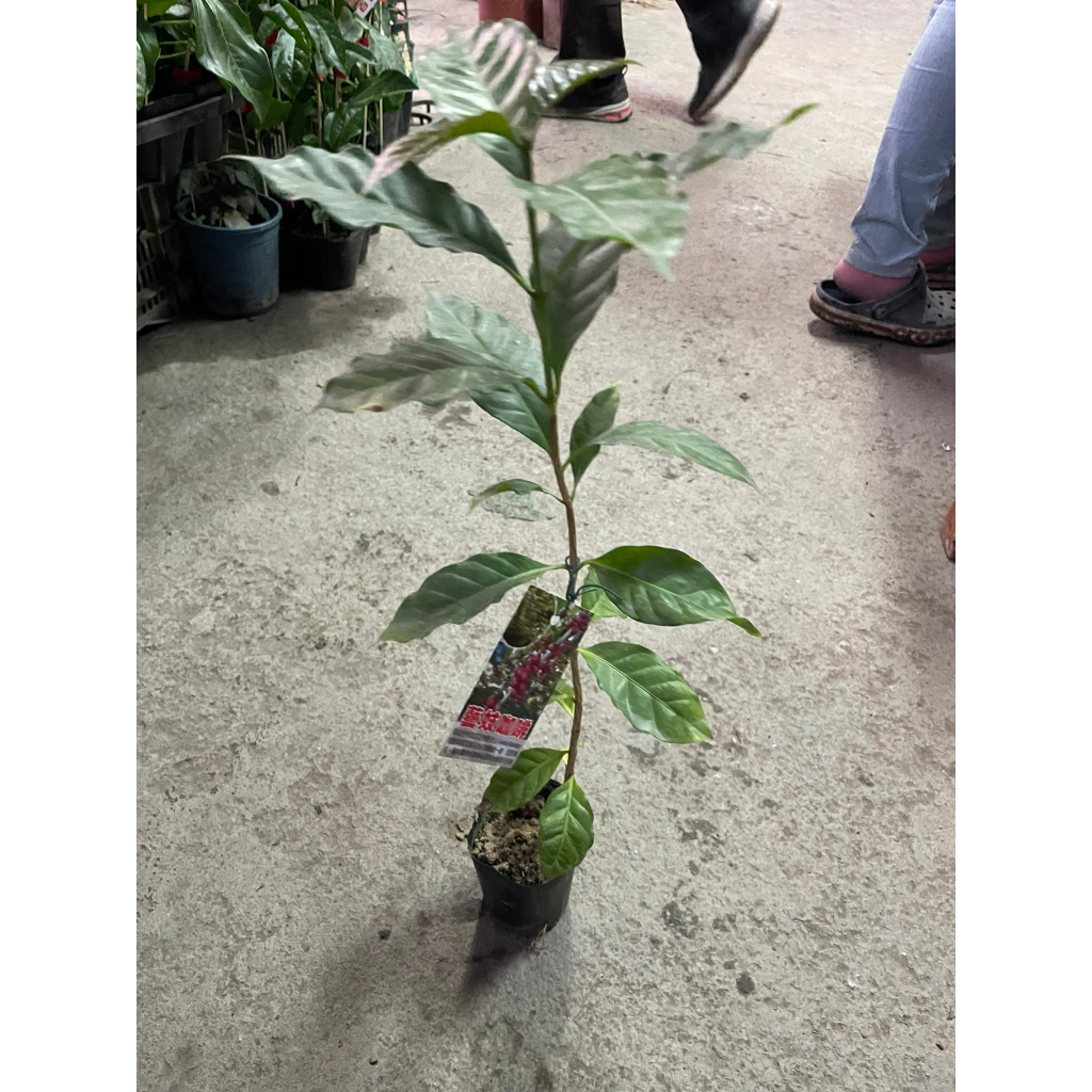 【＊花田厝＊】喬木水果苗--咖啡樹，(藝妓咖啡)--3吋盆 高30-40cm