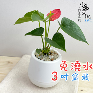 【小品文化】紅火鶴【現貨】3吋雪胖免澆水盆栽 室內植物 懶人盆栽 開花植物 水培植物 水培盆栽 植栽