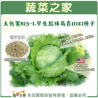 【蔬菜之家滿額免運】大包裝.早生結球萵苣(118)種子25克(約20000顆) // 早生品種。葉色綠色。