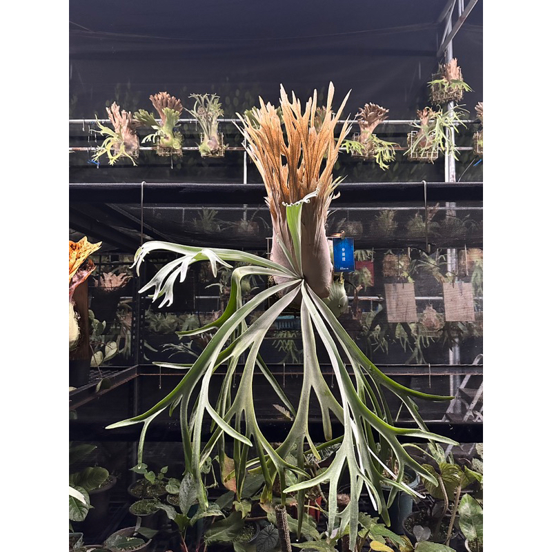 【希少品種】P.veitchii wild Aus#2（OC） 希少品種】P.veitchii wild Aus#2（OC） 希少品種】P.veitchii