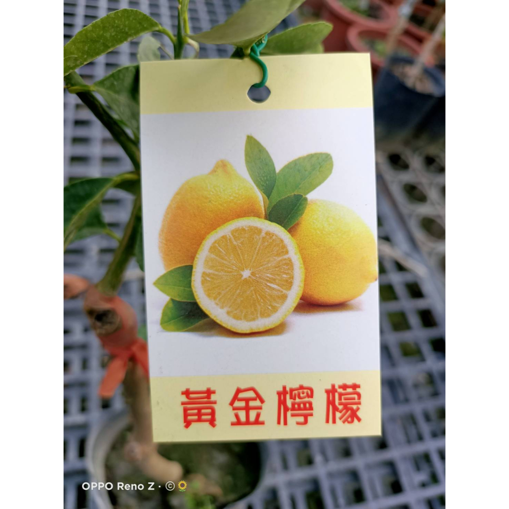 花巷-黃金檸檬/檸檬品種/嫁接水果苗/5吋