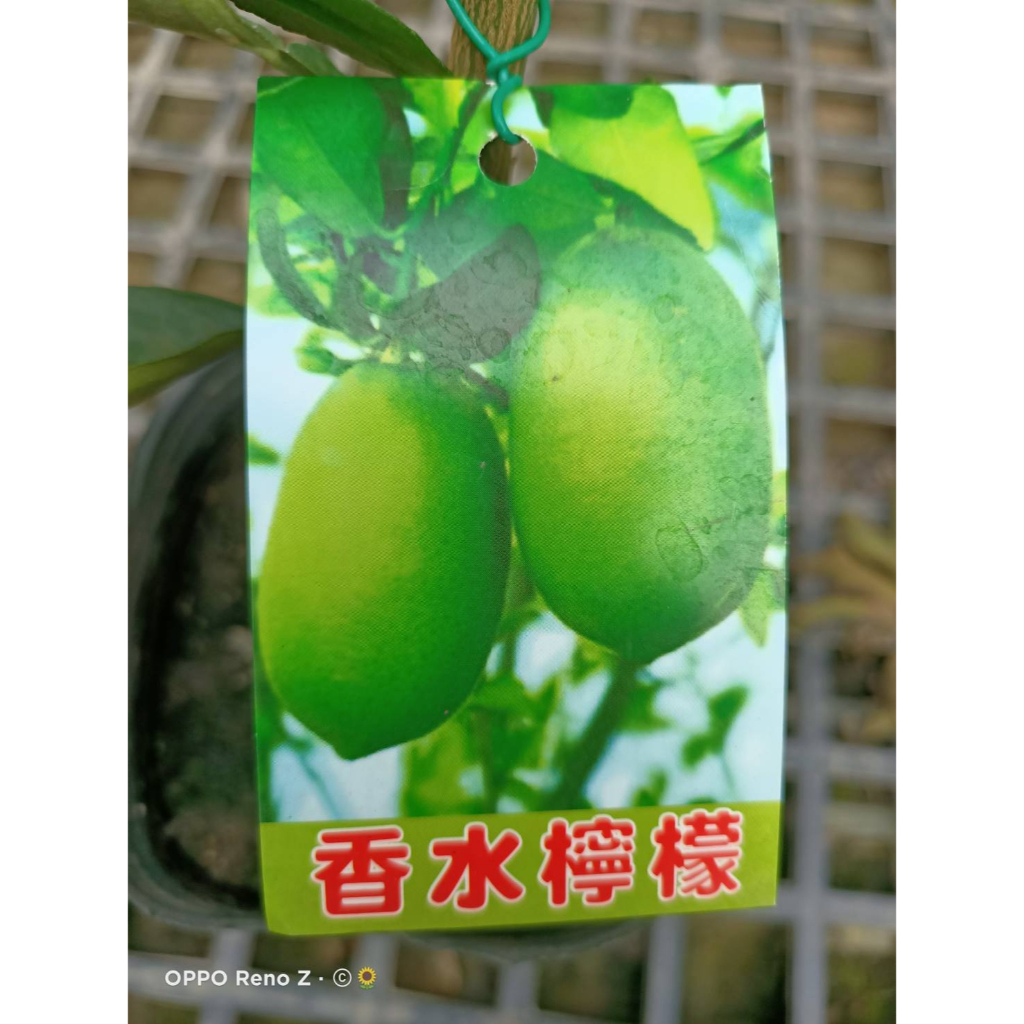 花巷-香水檸檬/檸檬品種/嫁接水果苗/5吋